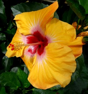 Hibiscus rosa-sinensis - Longwood Gardens - DSC01136