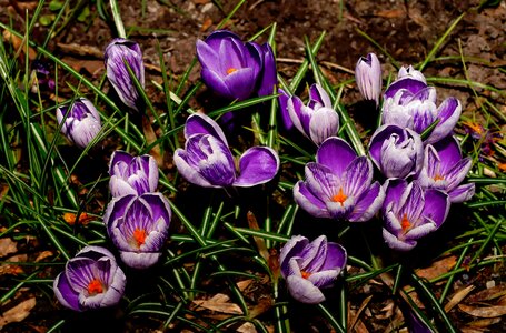 Spring flowers purple photo