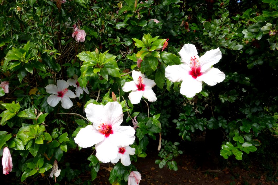 Hibiscus - Jardim Botânico Tropical - Lisbon, Portugal - DSC06554