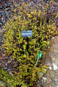 Hibbertia acicularis - UC Santa Cruz Arboretum - DSC07470