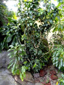 Hibiscus clayi - United States Botanic Garden - DSC09540