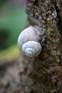 Snail shell nature mollusk