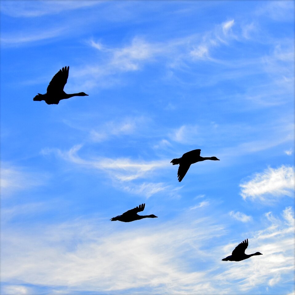 Silhouette flight heaven