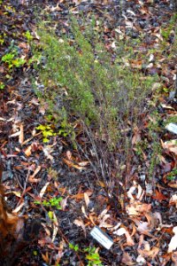 Hibbertia stricta - UC Santa Cruz Arboretum - DSC07336