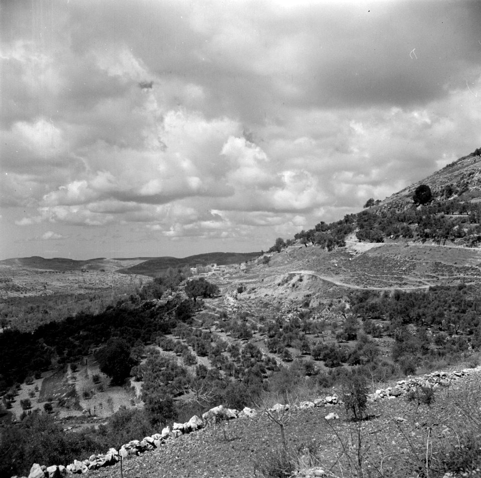 Heuvels en terrassen met olijfgaarden bij Ain Karem (Ein Kerem), Bestanddeelnr 255-0427