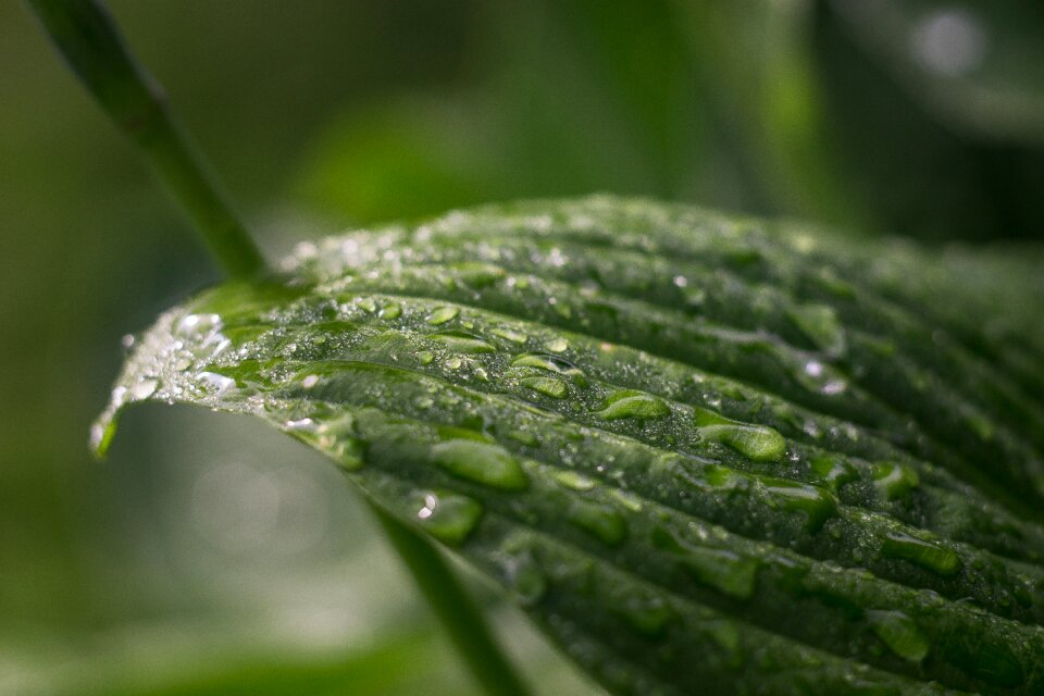 Drops of water invoice plant
