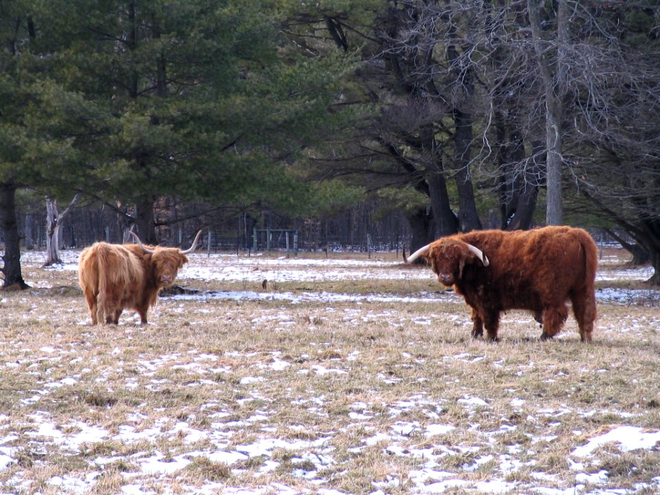 Hieland Cows near Hieland Furnace, Highland Township, Pa. Area residents (and cows) are descendents from the Isle of Skye