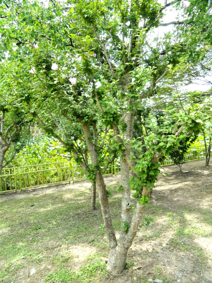 Hibiscus syriacus - Nagai Botanical Garden - DSC07640