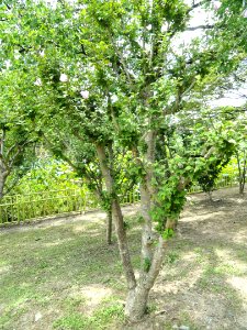 Hibiscus syriacus - Nagai Botanical Garden - DSC07640 photo