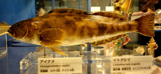 Hexagrammos otakii - National Museum of Nature and Science, Tokyo - DSC06882