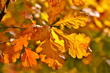 Leaves oak leaves golden autumn photo