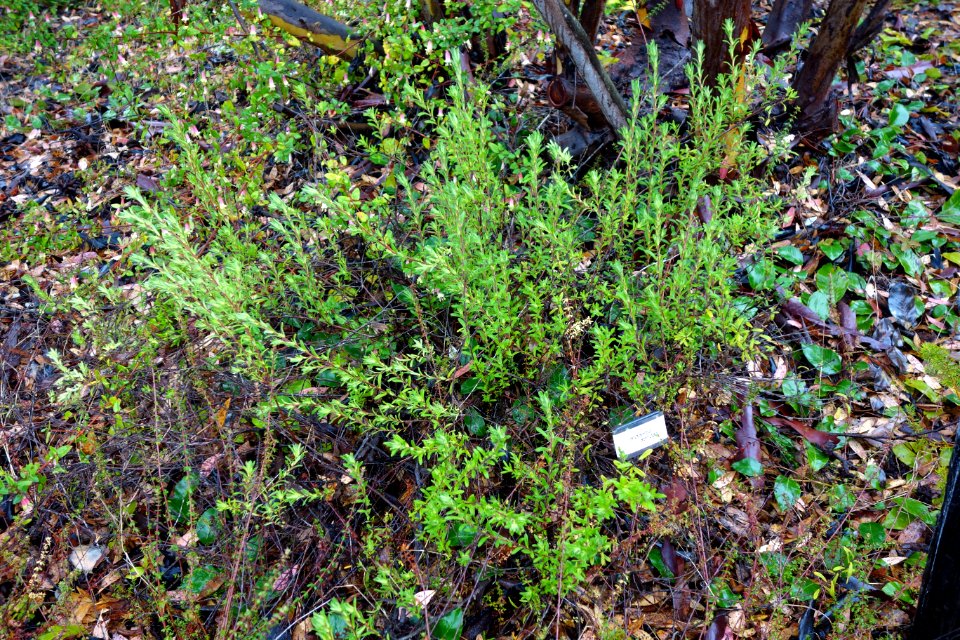 Hibbertia sericea - UC Santa Cruz Arboretum - DSC07377