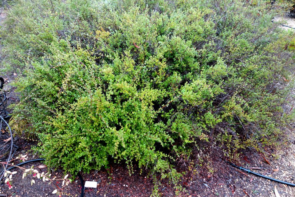 Hibbertia truncata - UC Santa Cruz Arboretum - DSC07367