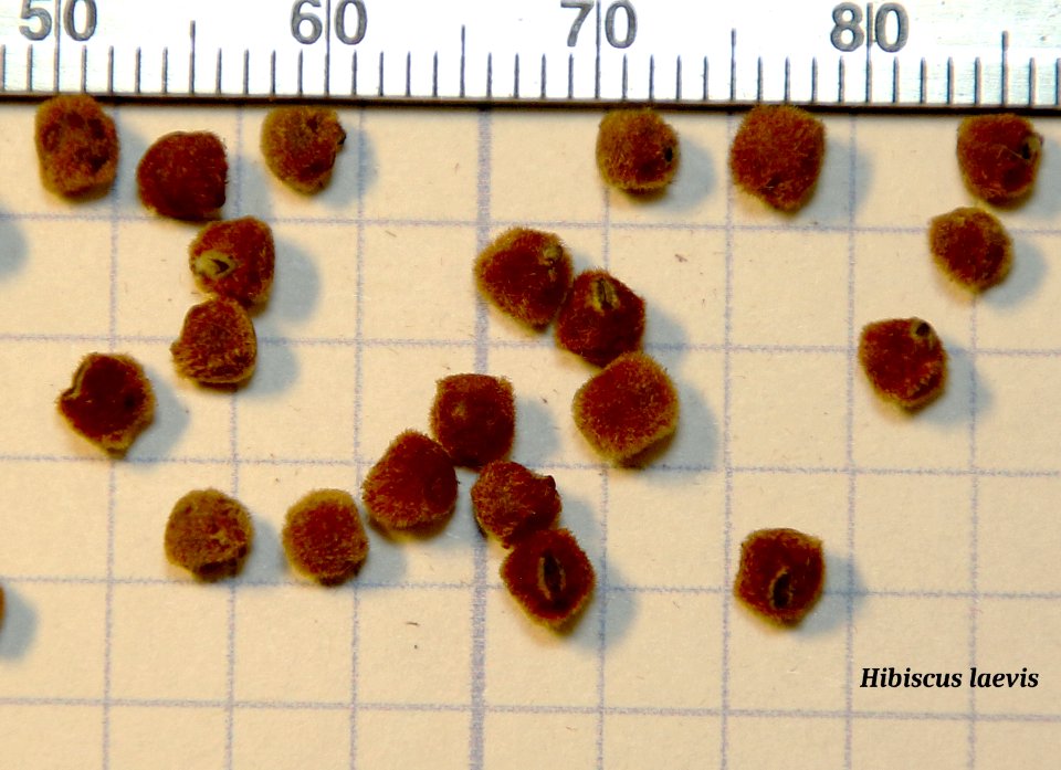Hibiscus laevis seeds