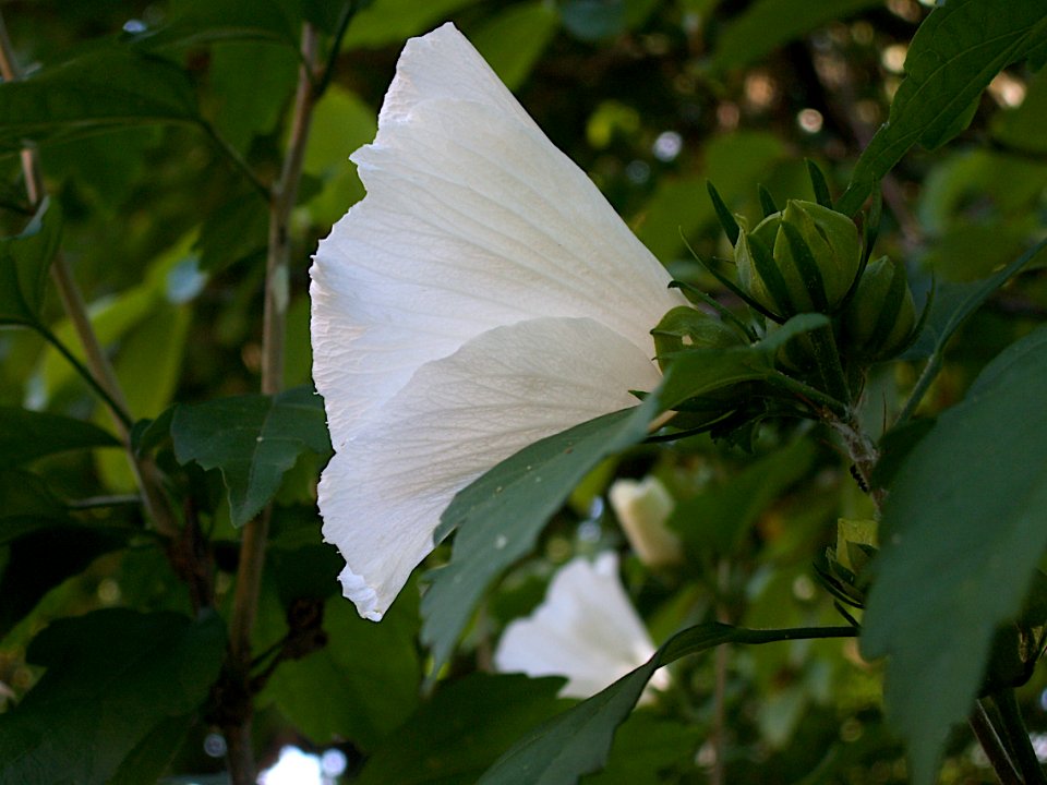 Hibiscus syriacus, pure white, 2020-07-25, Beechview, 02