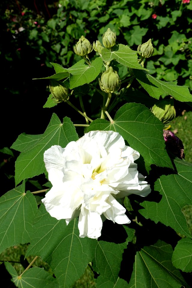 Hibiscus mutabilis - Jardim Botânico Tropical - Lisbon, Portugal - DSC06518
