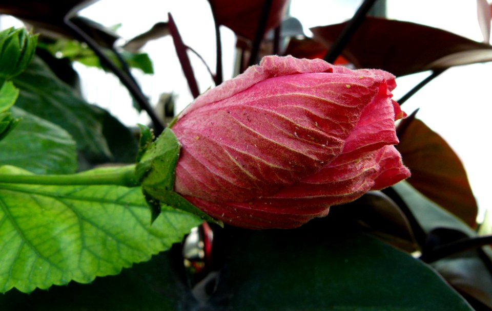 Hibiscus rosa-sinensis var. cooperi