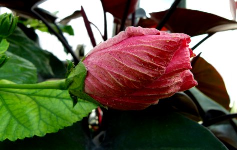 Hibiscus rosa-sinensis var. cooperi photo