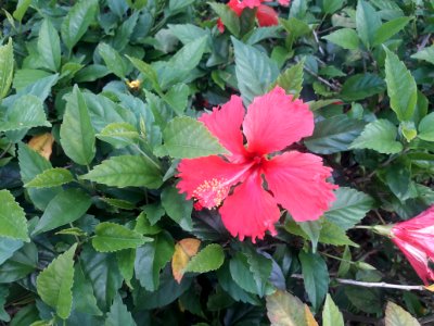 Hibiscus rosa-sinensis in Brazil 1 photo