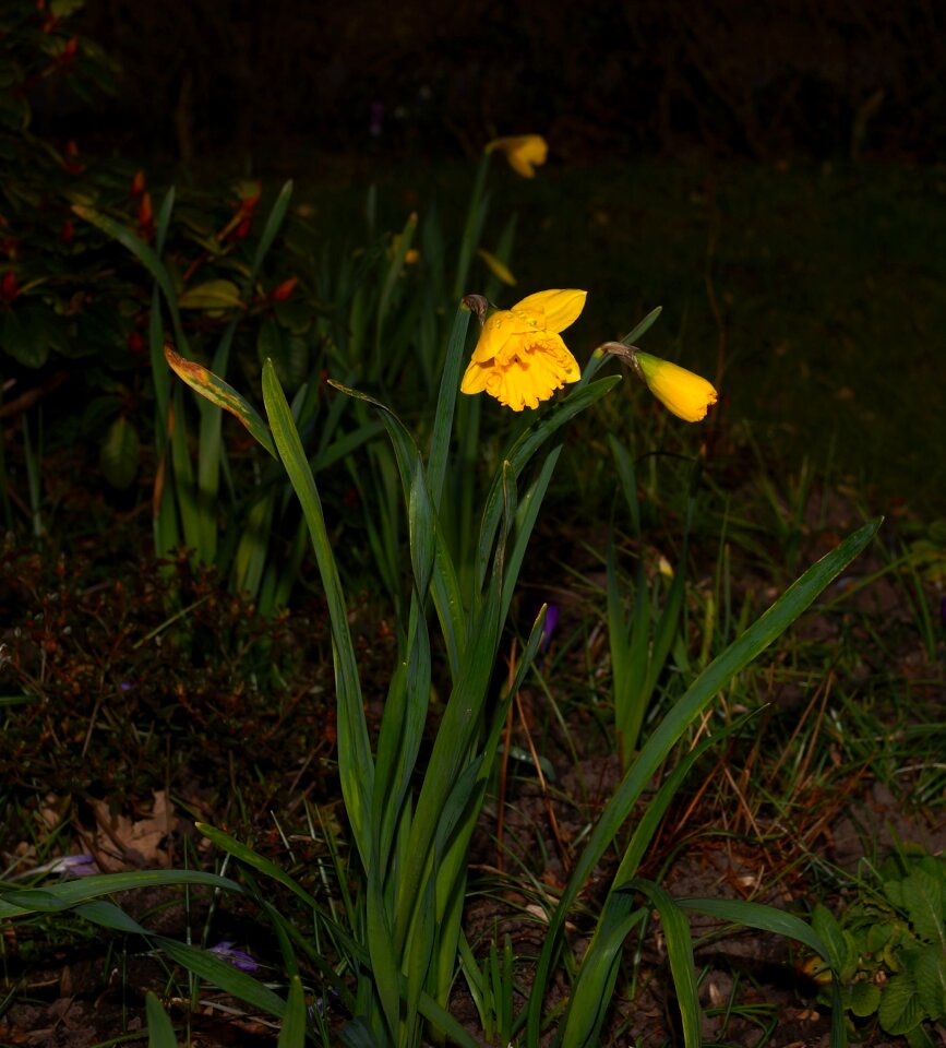 Yellow blossom bloom photo