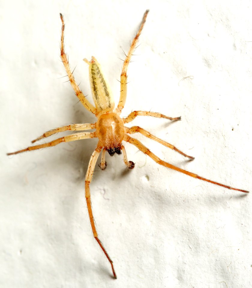 Hibana incursa aka ghost spider Los Angeles 2016-04-04 2