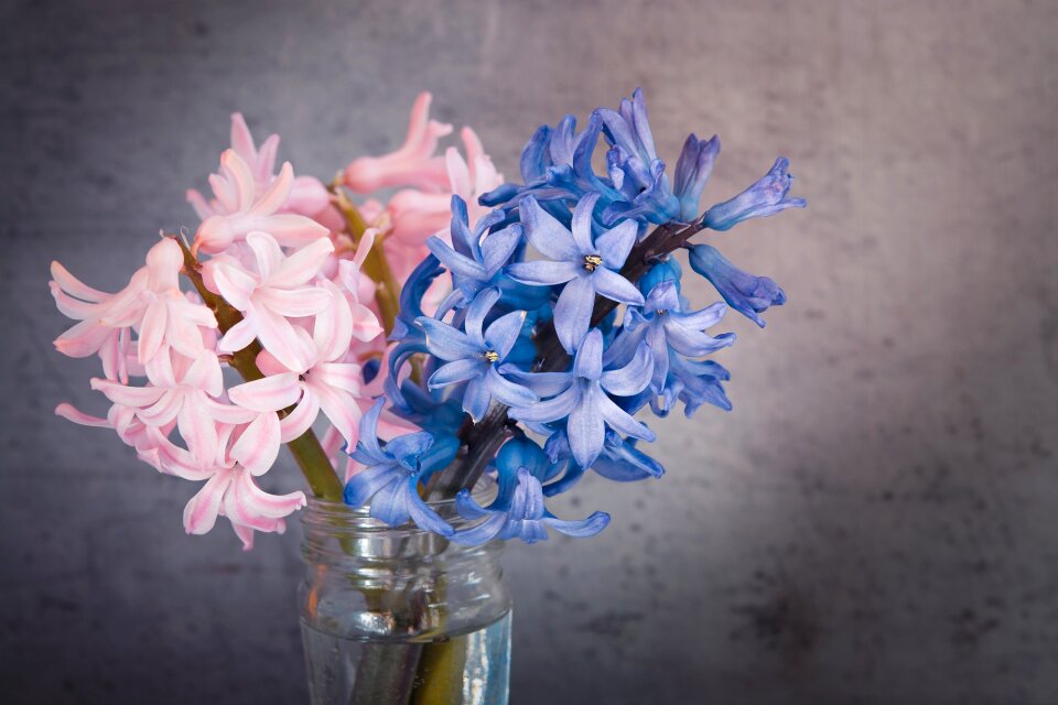 Close up glass fragrant flower photo