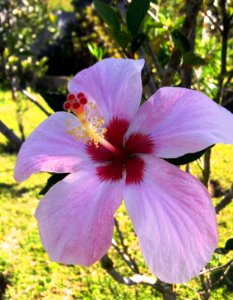 Hibiscus genevii - critically endangered flower at Monvert Nature Park
