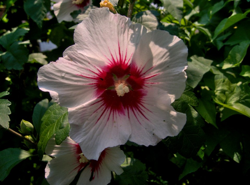 Hibiscus syriacus, 2015-07-04, Beechview, 02