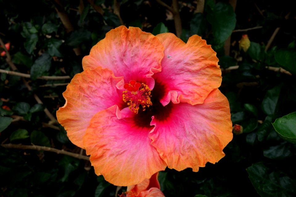 Hibiscus rosa-sinensis - Longwood Gardens - DSC01132