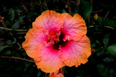 Hibiscus rosa-sinensis - Longwood Gardens - DSC01132 photo