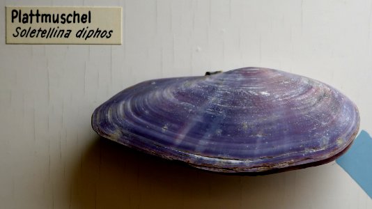 Hiatula diphos (Soletellina diphos) - Naturhistorisches Museum, Braunschweig, Germany - DSC05044