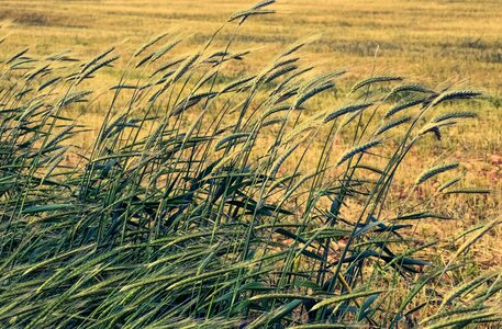 Agriculture grain nature photo