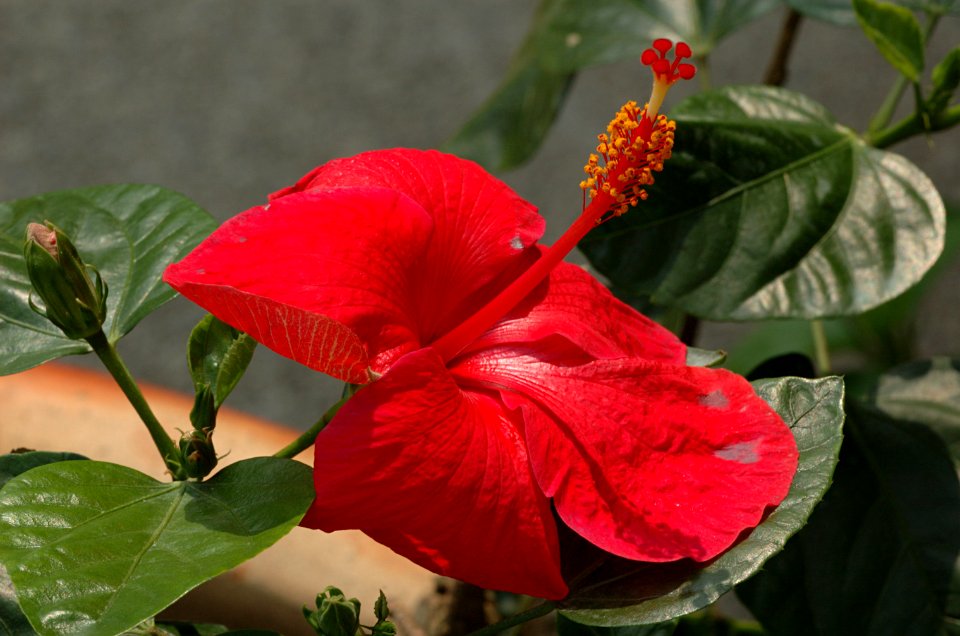 Hibiscus-20070216-011