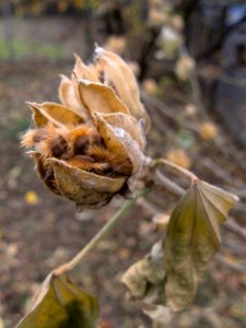 Hibiscus syriacus Seeds, 2019-12-08, Beechview