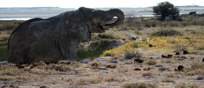 Elephant etosha namibia photo