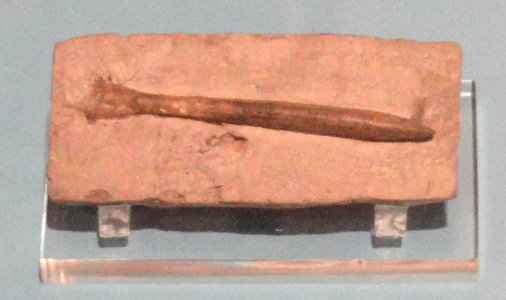 Hibolites hastatus, Oeschingen, Germany, Late Jurassic - Royal Ontario Museum - DSC09939