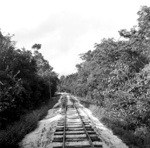Het tracee van de goudveldentrein tussen Paramaribo en Kabelstation, Bestanddeelnr 252-5979