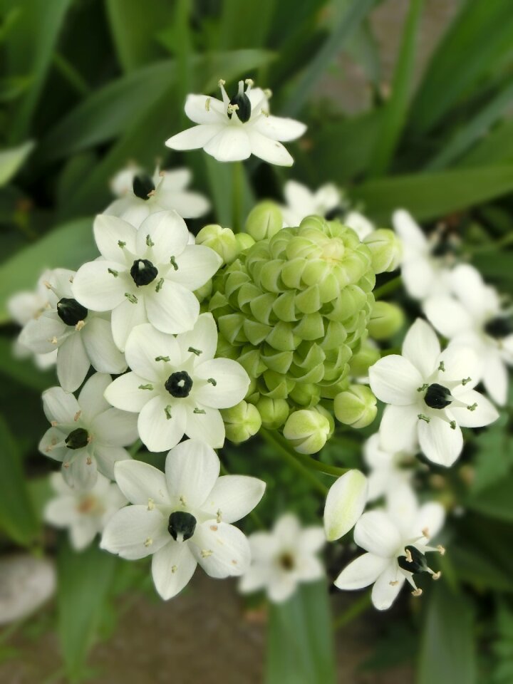Pingtung tropical flower bo ornithogalum finch plum