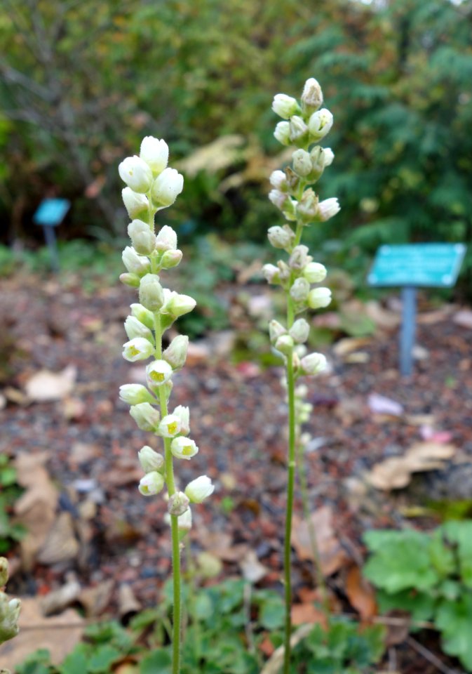 Heuchera cylindrica - Regional Parks Botanic Garden, Berkeley, CA - DSC04286