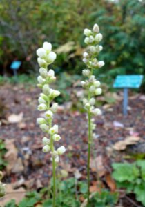Heuchera cylindrica - Regional Parks Botanic Garden, Berkeley, CA - DSC04286