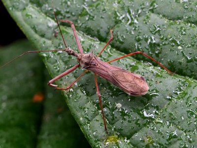 Heza ephippium 58908897
