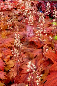 Heucherella 'Sweet Tea' - DSC06490