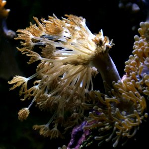 Heteroxenia Aquarium tropical du Palais de la Porte Dorée 10 04 2016 1 photo