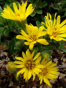 Heterotheca sessiliflora san bruno mtn
