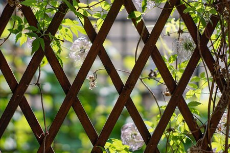 Vines climbing plants garden