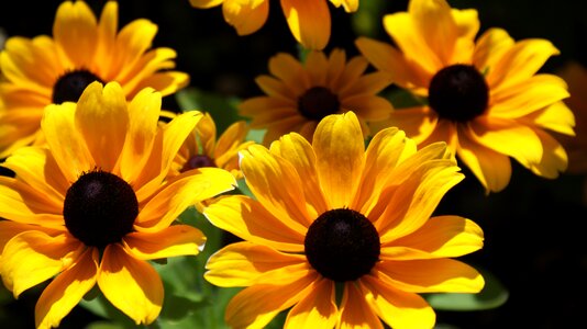 Bloom plant flowers
