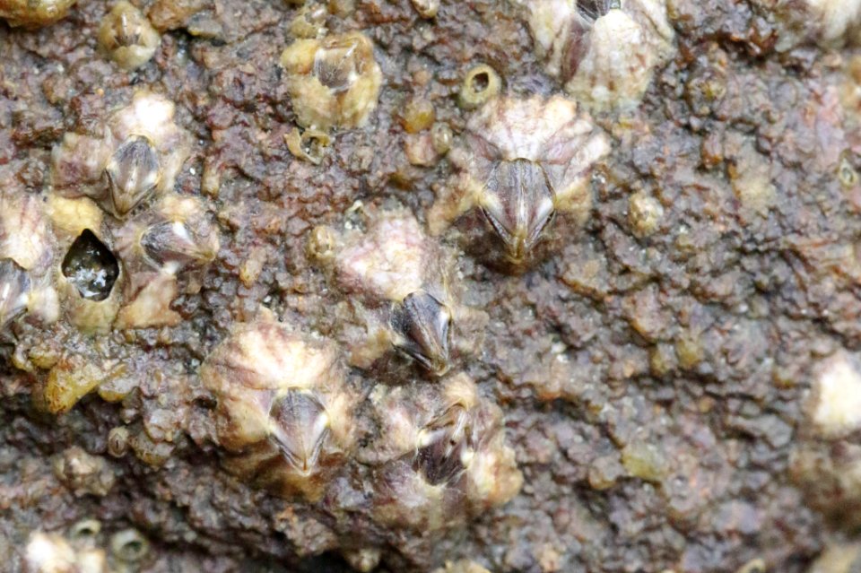Hexaminius foliorum