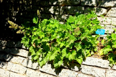 Heuchera maxima - Mildred E. Mathias Botanical Garden - University of California, Los Angeles - DSC02983