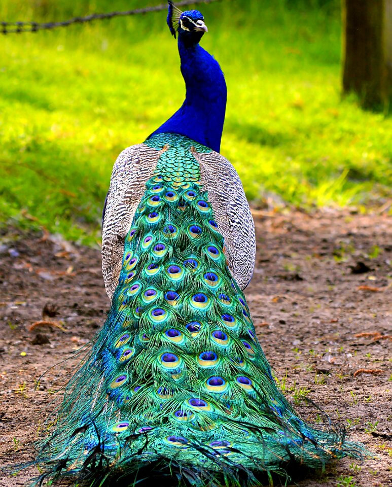 Blue iridescent plumage