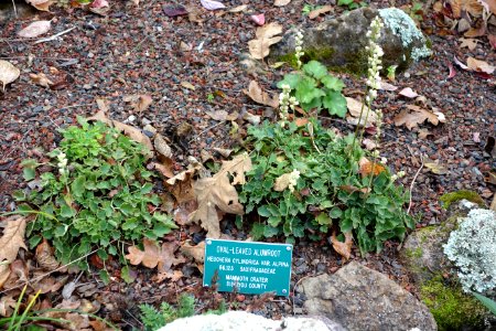 Heuchera cylindrica - Regional Parks Botanic Garden, Berkeley, CA - DSC04284